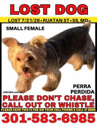 Lost Female Dog last seen Near Ruatan st silver spring y quería md 20903, Silver Spring, MD 20903