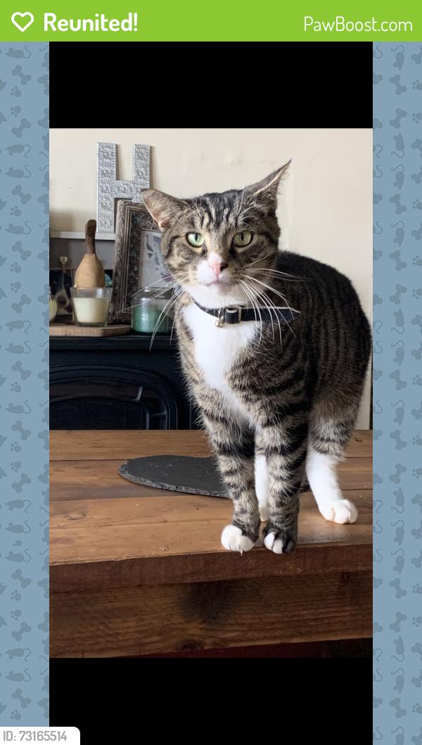 Reunited Male Cat last seen near vinegar hill, Undy, Wales 