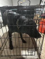 Reunited Male Dog last seen Sevierville Pike and East Red Bud, Knoxville, TN 37920