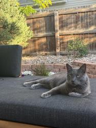 Lost Male Cat last seen 40th and Ireland Ct, Denver, CO 80249