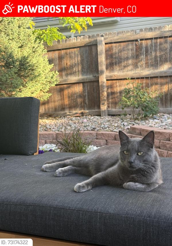 Lost Male Cat last seen 40th and Ireland Ct, Denver, CO 80249
