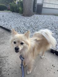 Found/Stray Male Dog last seen Spring Creek pkwy and Pleasant Valley Dr, Plano, TX 75074