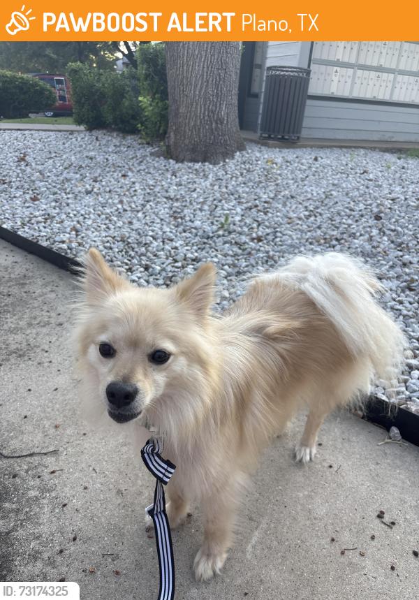 Found/Stray Male Dog last seen Spring Creek pkwy and Pleasant Valley Dr, Plano, TX 75074