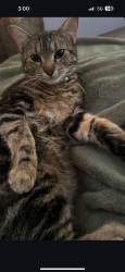 Lost Female Cat last seen Tchulahoma Rd and Shelby Dr, Memphis, TN 38118