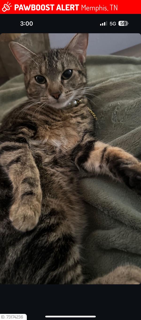 Lost Female Cat last seen Tchulahoma Rd and Shelby Dr, Memphis, TN 38118