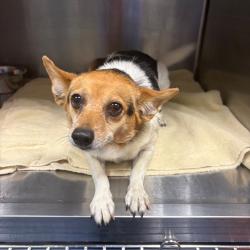 Shelter Stray Unknown Dog last seen , 980 Guilford College Rd, Greensboro, NC 27409, USA