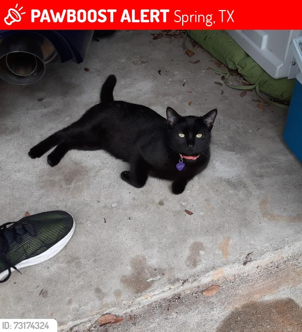 Lost Male Cat last seen Lexington woods and Wingfeld, Spring, TX 77373