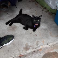 Lost Male Cat last seen Lexington woods and Wingfeld, Spring, TX 77373