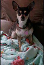 Reunited Male Dog last seen Summer Lee and Lakefront Trl, Rockwall, TX 75032