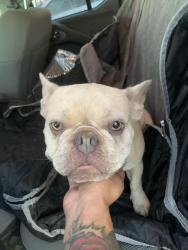 Found/Stray Female Dog last seen Up the street from the starbucks, Bakersfield, CA 93306