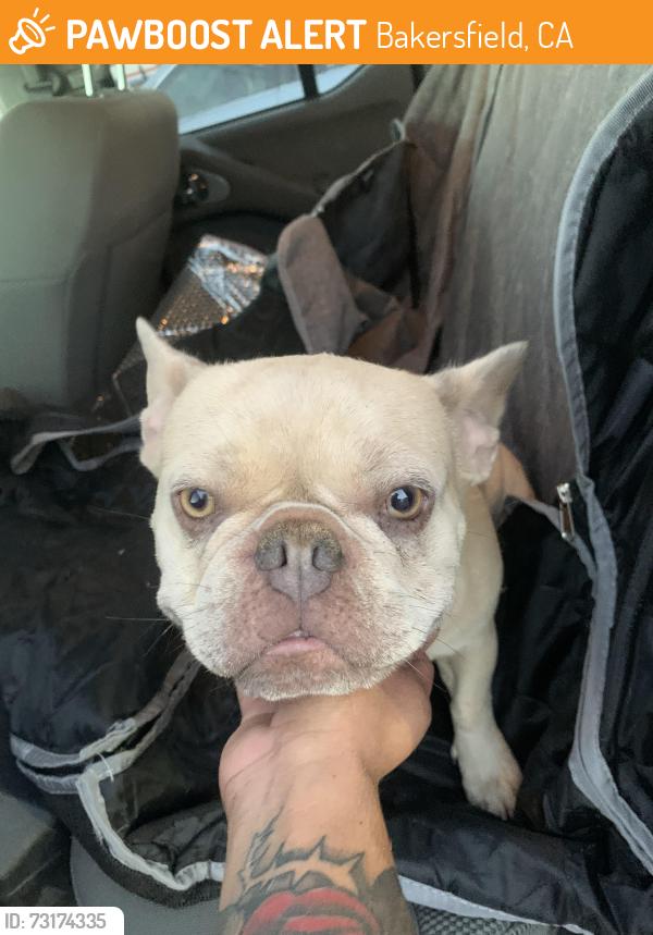 Found/Stray Female Dog last seen Up the street from the starbucks, Bakersfield, CA 93306