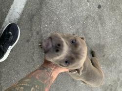 Found/Stray Female Dog last seen Up the street from Starbucks., Bakersfield, CA 93306