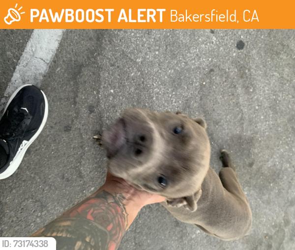 Found/Stray Female Dog last seen Up the street from Starbucks., Bakersfield, CA 93306