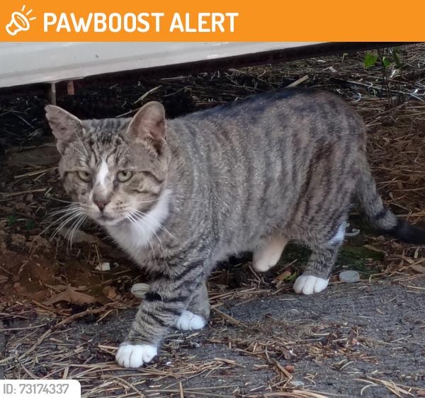Found/Stray Unknown Cat last seen N Locust Point Road, Silver Spring Township, PA 17050