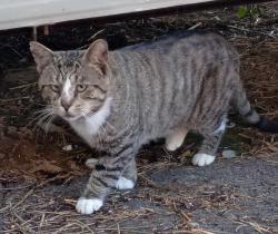 Found/Stray Unknown Cat last seen N Locust Point Road, Silver Spring Township, PA 17050