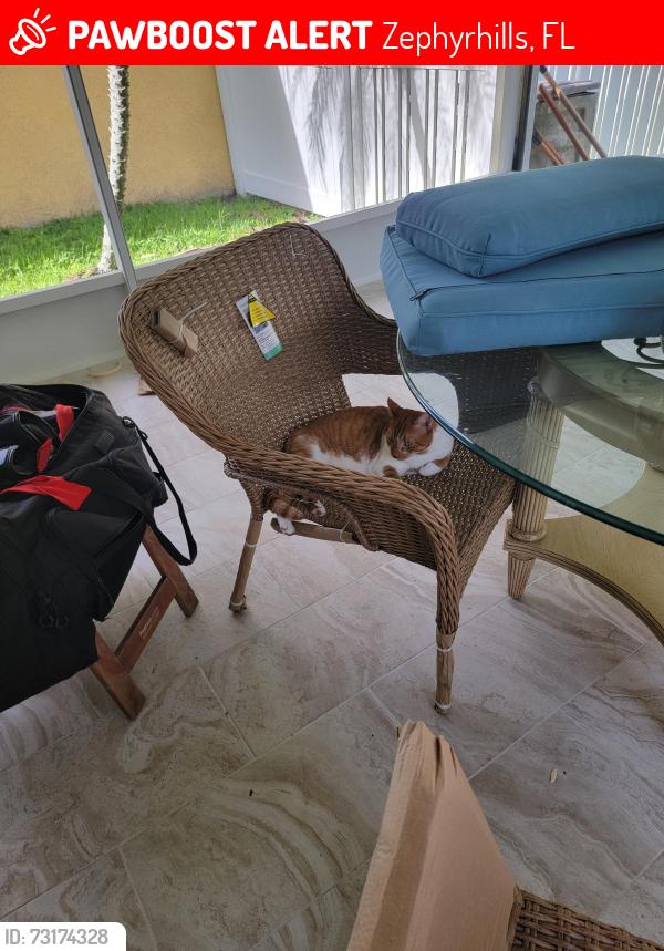 Lost Male Cat last seen Wrencrest, Zephyrhills, FL 33543