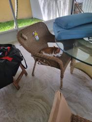 Lost Male Cat last seen Wrencrest, Zephyrhills, FL 33543