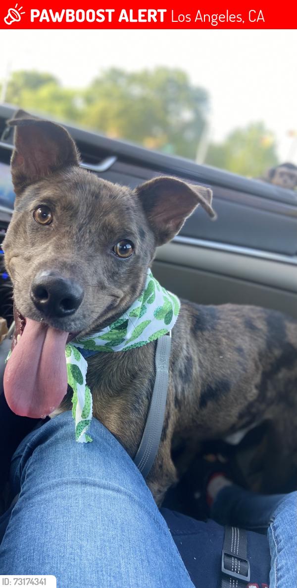 Lost Male Dog last seen Hooper and 21st, Los Angeles, CA 90011