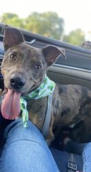 Lost Male Dog last seen Hooper and 21st, Los Angeles, CA 90011