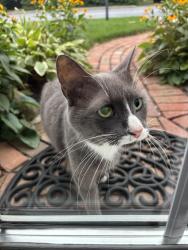 Found/Stray Male Cat last seen East Fir, Palmyra, PA 17078