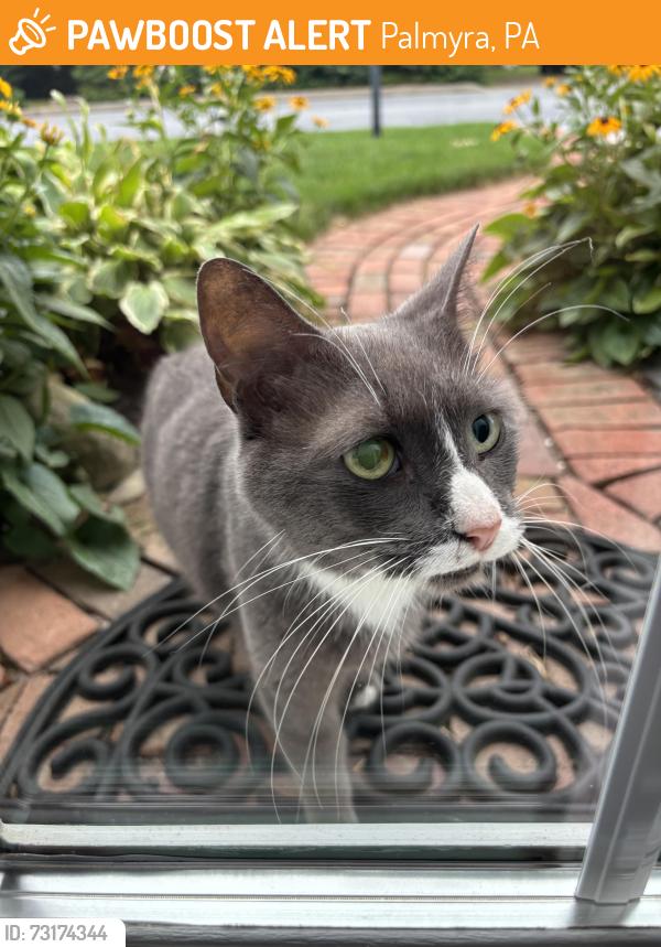 Found/Stray Male Cat last seen East Fir, Palmyra, PA 17078