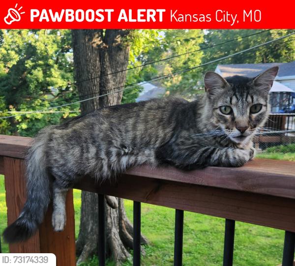 Lost Male Cat last seen 39th/North Oak, Kansas City, MO 64116