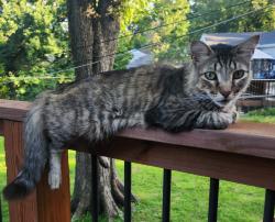 Lost Male Cat last seen 39th/North Oak, Kansas City, MO 64116