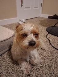 Found/Stray Female Dog last seen Saddle club rd, Salem, OR 97317