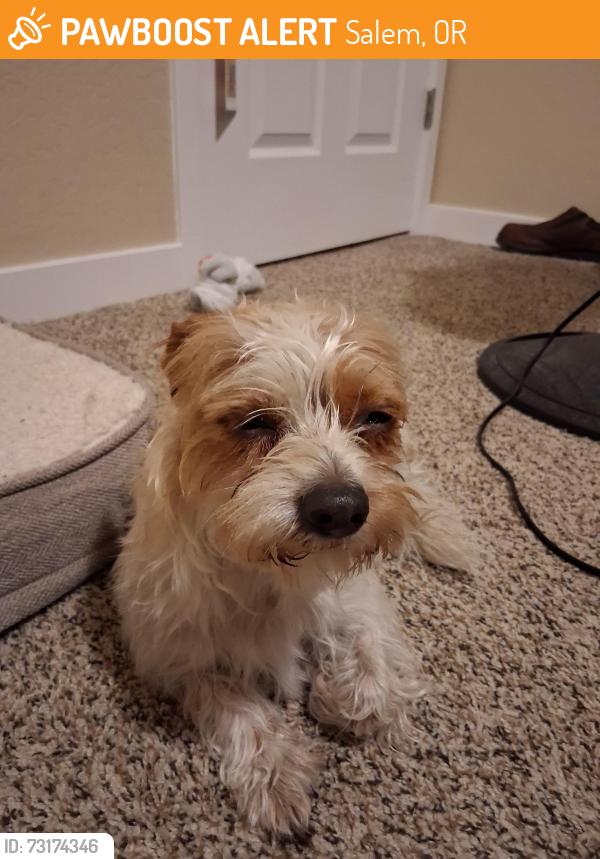 Found/Stray Female Dog last seen Saddle club rd, Salem, OR 97317