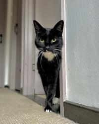 Reunited Male Cat last seen Honeypot Close, Mill Road, Hillside Avenue, Medway, England 
