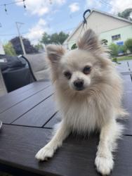 Lost Male Dog last seen Cicero Belmont, Chicago, IL 60641