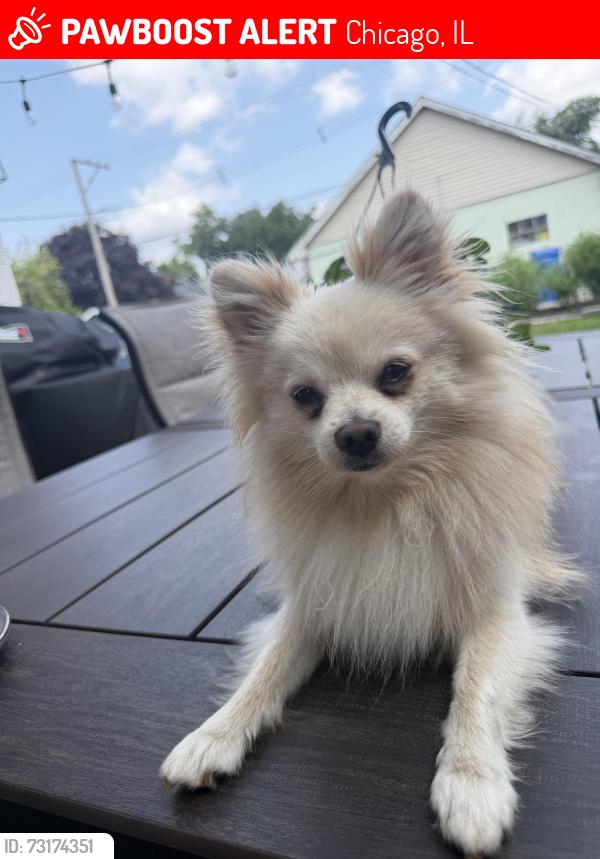 Lost Male Dog last seen Cicero Belmont, Chicago, IL 60641