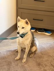 Found/Stray Female Dog last seen Copper and Auberry, Clovis, CA 93619