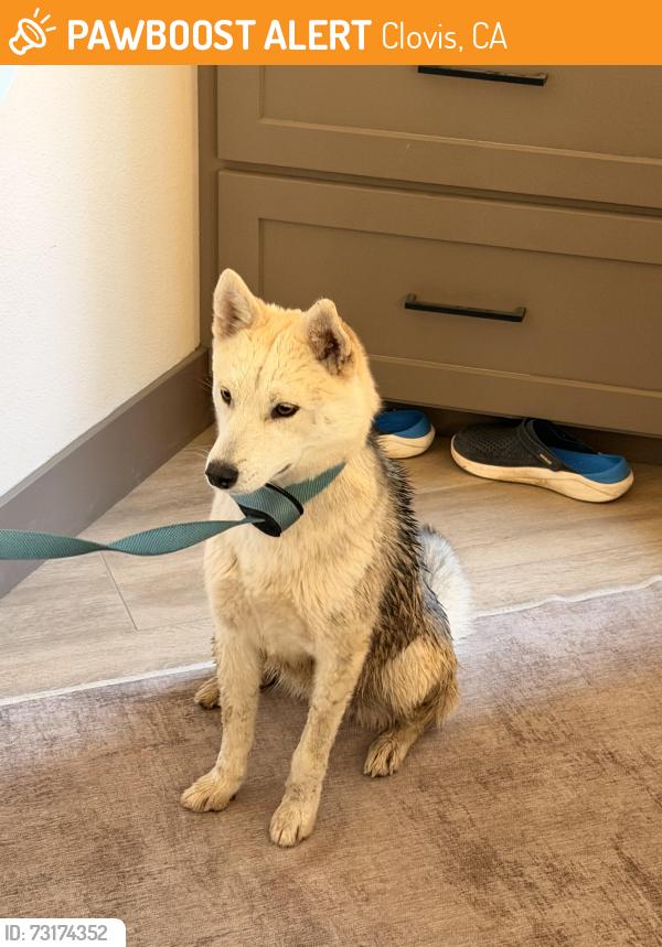 Found/Stray Female Dog last seen Copper and Auberry, Clovis, CA 93619