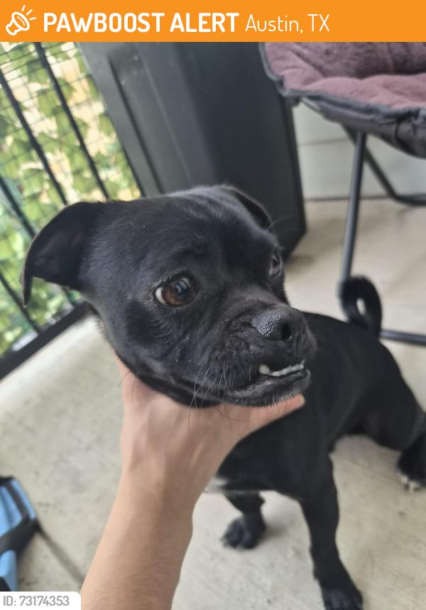 Found/Stray Male Dog last seen Clayton ln, Austin, TX 78754