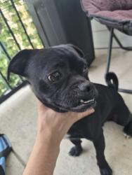 Found/Stray Male Dog last seen Clayton ln, Austin, TX 78754