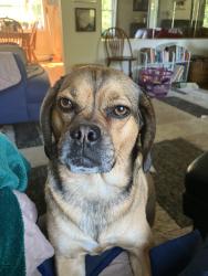 Reunited Female Dog last seen Near Montgomery Dr, Coatesville, PA 19320, USA, Coatesville, PA 19320
