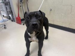 Shelter Stray Male Dog last seen Near BLOCK N GREEN BAY AVE, 3839 W Burnham St, West Milwaukee, WI 53215, USA