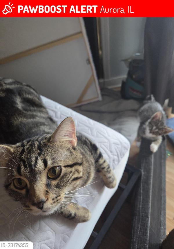 Lost Male Cat last seen Tall Oaks dr Aurora, Aurora, IL 60505