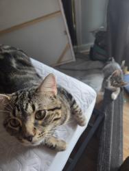 Lost Male Cat last seen Tall Oaks dr Aurora, Aurora, IL 60505