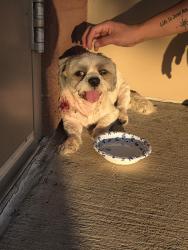 Reunited Male Dog last seen 46th ave and Sweetwater Ave, Phoenix, AZ 85051