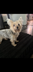 Lost Female Dog last seen Parklawn, Oak Park, MI 48237