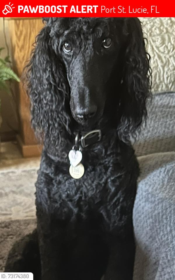 Lost Female Dog last seen Near Evergreen and Preston, Port St. Lucie, FL 34983