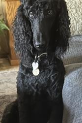 Lost Female Dog last seen Near Evergreen and Preston, Port St. Lucie, FL 34983