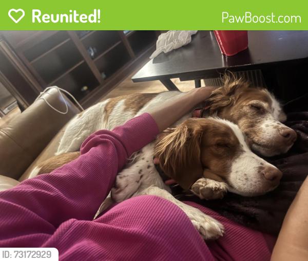 Reunited Female Dog last seen Near Highland Heights Ln, Carrollton, TX 75007, USA, Carrollton, TX 75007