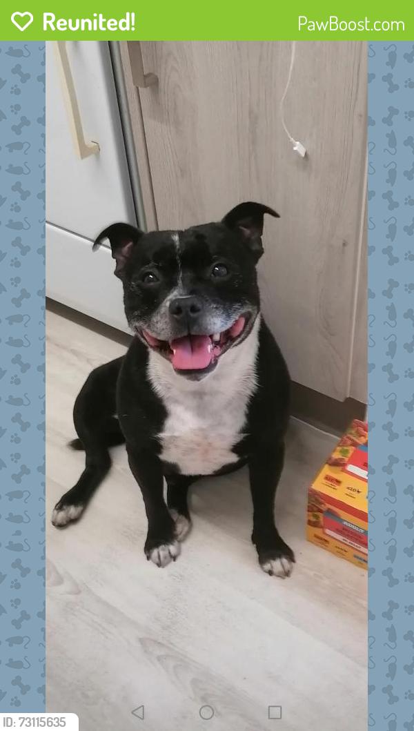 Reunited Male Dog last seen Trebanog R. C.. T, Rhondda Cynon Taf, Cymru CF39 9EA