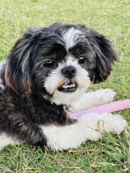 Reunited Female Dog last seen Valencia and Placita Naranja, Tucson, AZ 85757