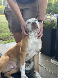 Found/Stray Male Dog last seen 54th St and Guion, Indianapolis, IN 46254