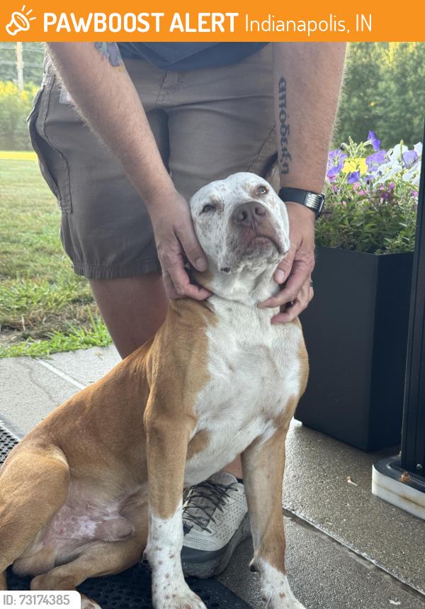 Found/Stray Male Dog last seen 54th St and Guion, Indianapolis, IN 46254
