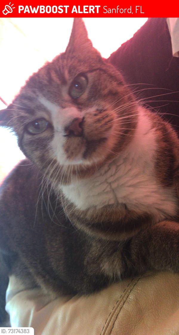 Lost Female Cat last seen Near w 3rd st, Sanford, FL 32771